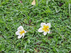 鸡蛋花叶子发黄是什么原因