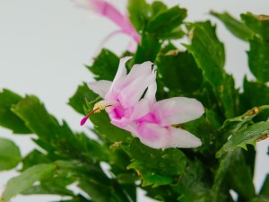 蟹爪兰不长怎么办