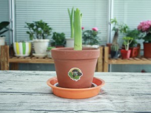 风信子有毒吗对人有害吗