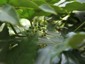 八角金盘的功效和作用