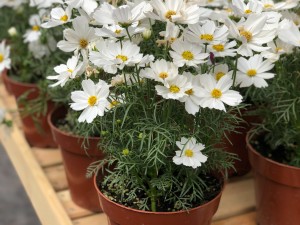 波斯菊什么时候开花