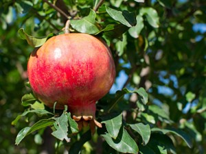 石榴花的守护神是谁