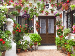 春兰叶子发黄怎么办