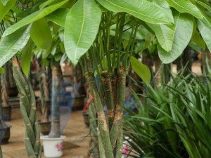 发财树叶子发黄要剪掉吗