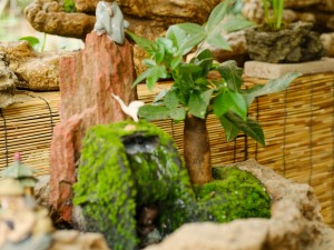 发财树叶子都掉光了还能恢复吗