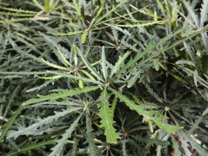 孔雀木的功效和作用