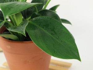 金钻花为何叫辟邪王