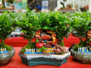 竹柏烂根了怎么办