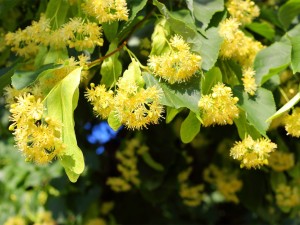 椴树的价值与文化