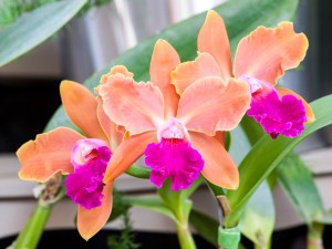 卡特兰叶子变黄是怎么回事