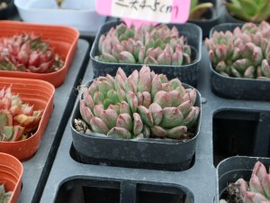 多肉红宝石化水怎么办