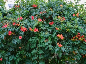 凌霄花叶子发黄是什么原因，怎么办