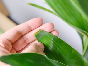 富贵竹叶子黄了怎么办