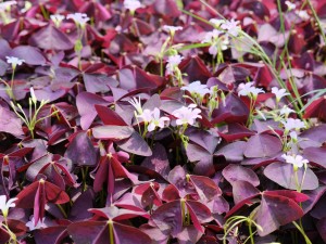 紫叶酢浆草的常见虫害及其防治