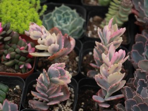 玉吊钟为什么掉叶子