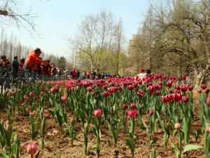 郁金香茎短花小是怎么回事