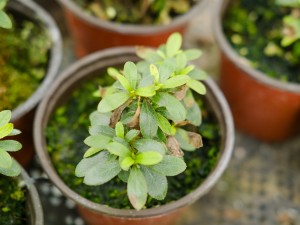 杜鹃花掉叶子怎么办