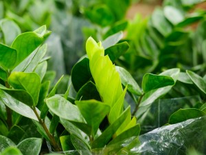 金钱树适合放客厅吗