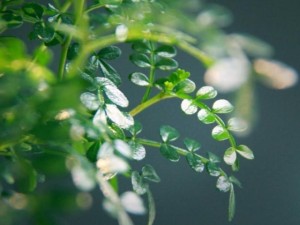 清香木掉叶子是怎么回事 清香木掉叶子的解决方法