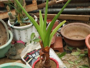 滴水观音中毒怎么办?应急措施很重要 ！