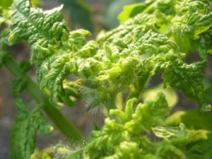 黄化卷叶病：叶脉间黄化卷缩，附近有白色小虫