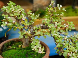 金枝玉叶黄叶的原因和处理办法