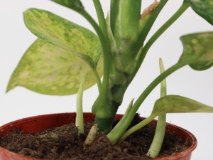 花叶万年青的水培方法