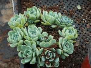 多肉植物如何施肥