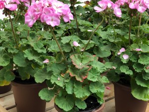 天竺葵病虫害及防治办法