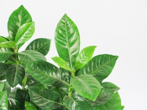 栀子花叶子发黄有斑点怎么办