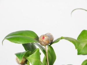 茶花叶子发黄怎么办