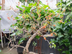 枸杞怎么晒干，枸杞怎么保存不会受潮