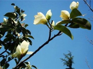 广玉兰的病虫害有哪些 如何进行防治