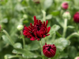 菊花不现蕾不开花怎么办