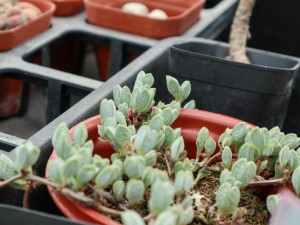 鹿角海棠有什么作用