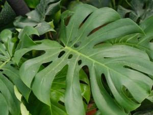 龟背竹能吸甲醛吗