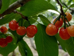 樱桃黄叶的原因和处理办法