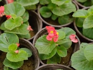 四季海棠的功效与作用