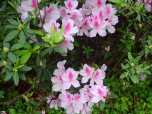 杜鹃花蔫了怎么回事 刚买的杜鹃花蔫了怎么办