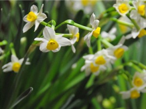 水养水仙花烂根要怎么办