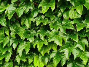 爬山虎对房子有害吗