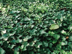 常春藤叶子发红的原因