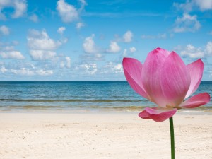 荷花的花语是什么