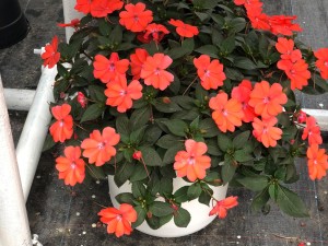 凤仙花能扦插吗