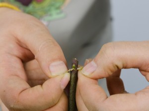 蝴蝶兰的养殖方法和注意事项