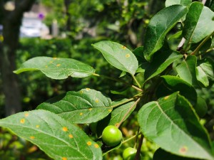 垂丝海棠价格，垂丝海棠图片