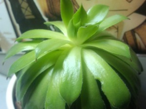 观音莲叶子变软怎么办