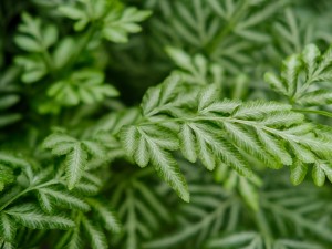 凤尾蕨有哪些品种