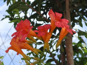 凌霄花的功效与禁忌，凌霄花图片