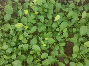 油菜的病害防治